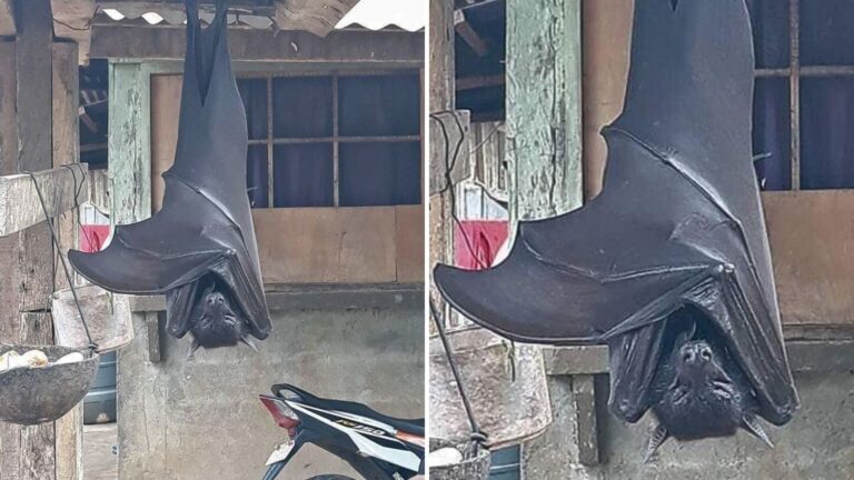 human sized bat