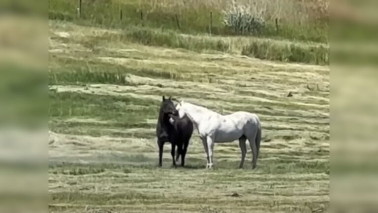 cute horses