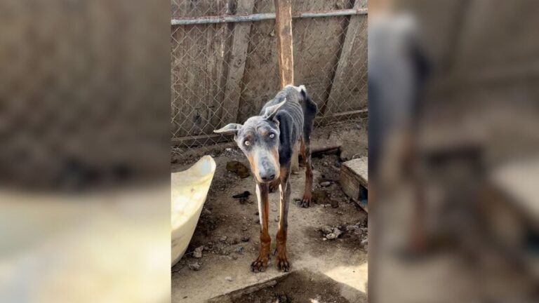 Rescued Dog Spent A Year Living In Filthy Cage