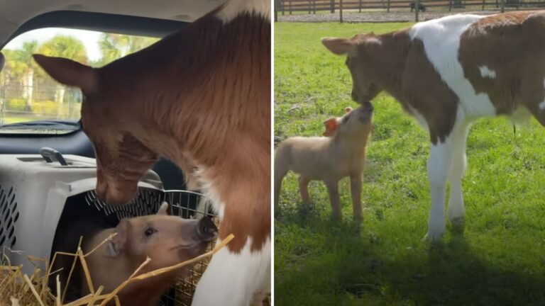 piglet and baby cow