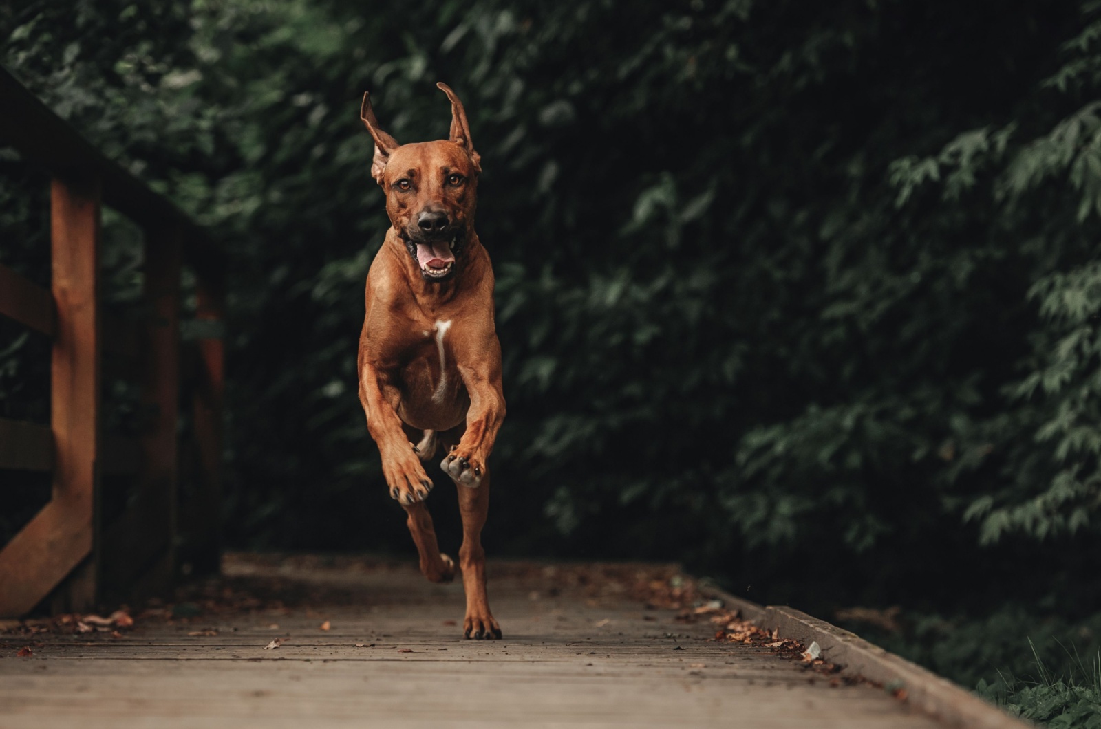 Rhodesian Ridgeback