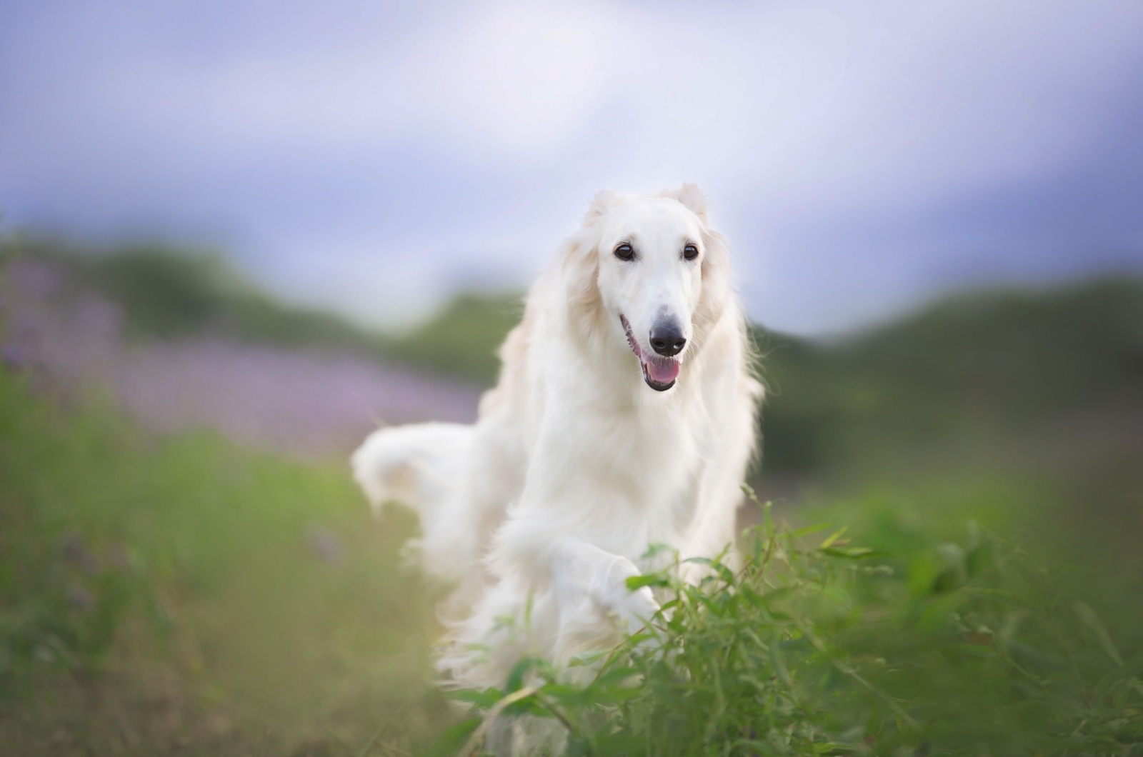 Russian Borzoi