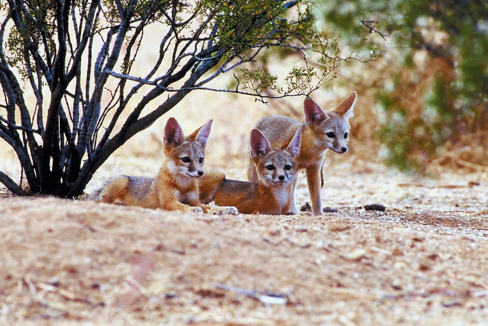 San Joaquin Kit Fox