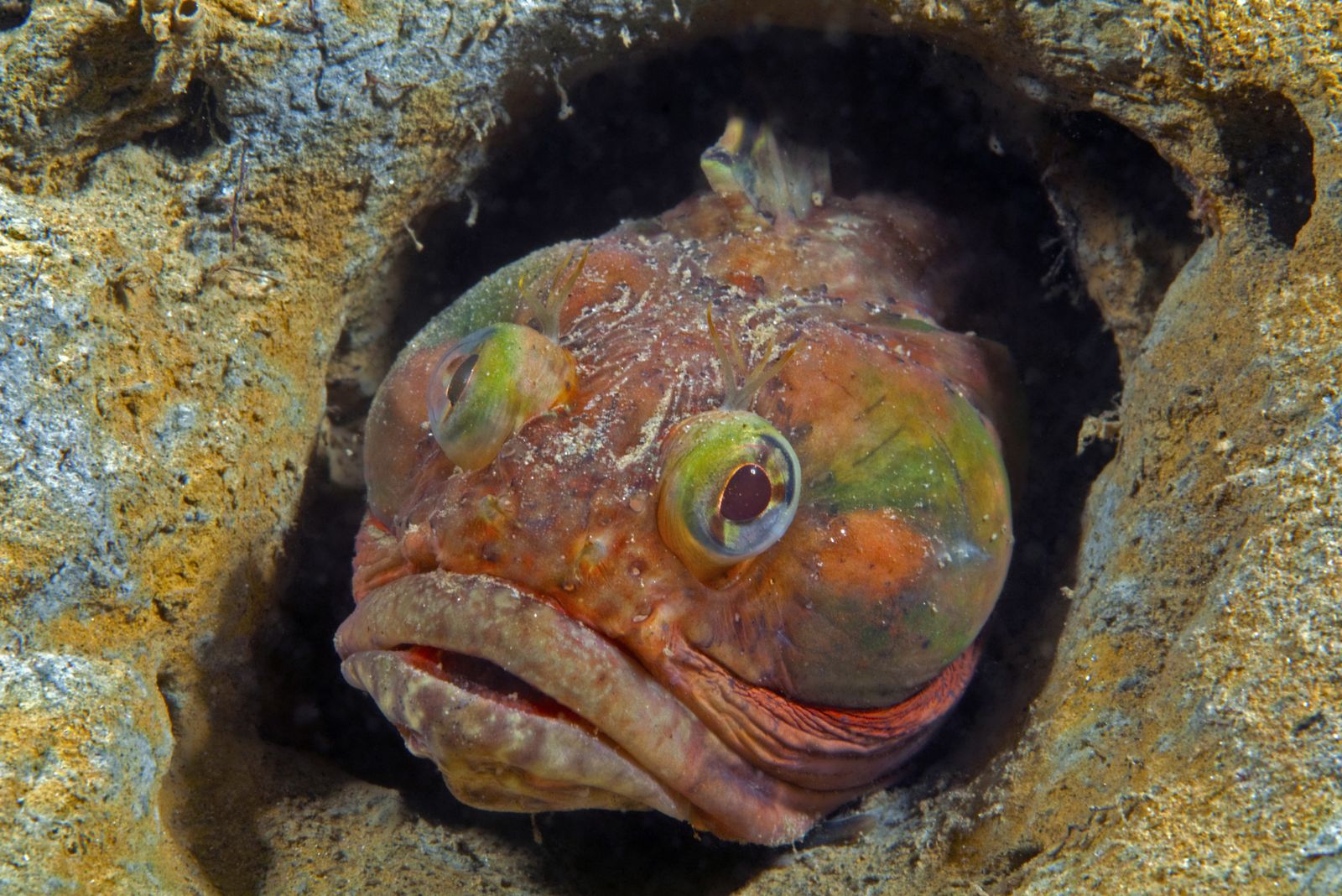 Sarcastic Fringehead