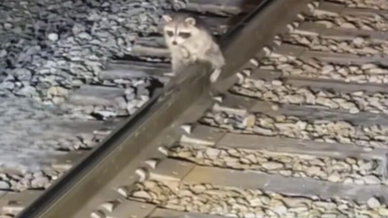Scared Raccoon Frozen To The Railroad Tracks