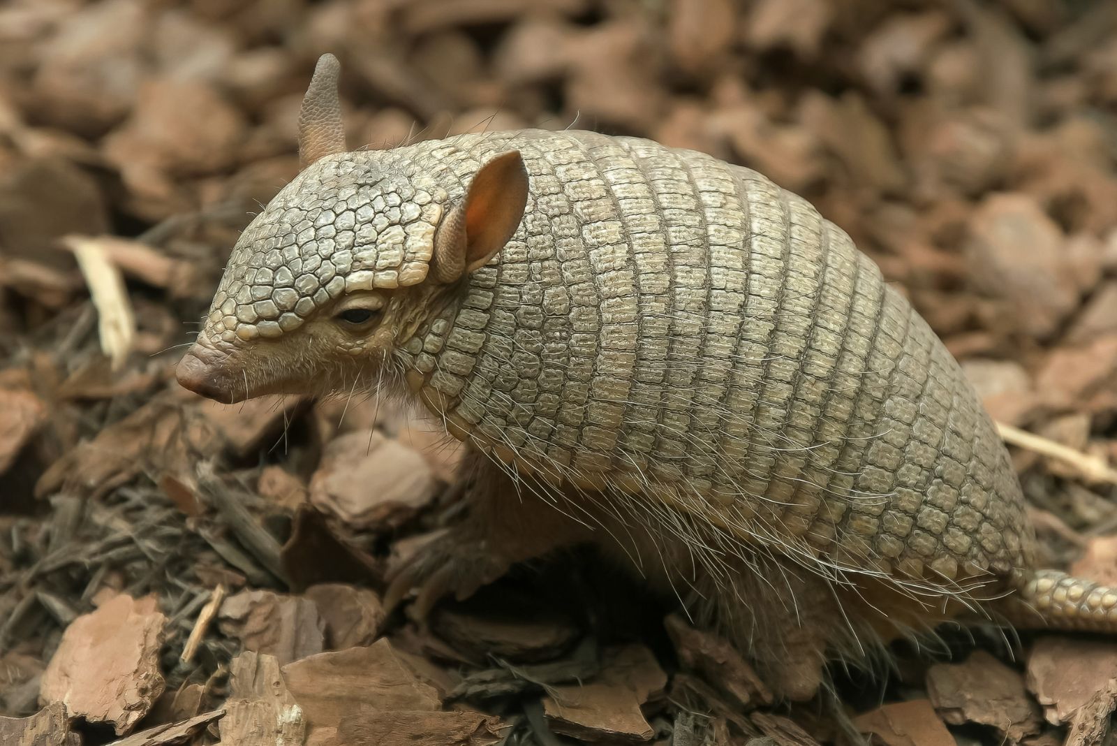 Screaming Hairy Armadillo