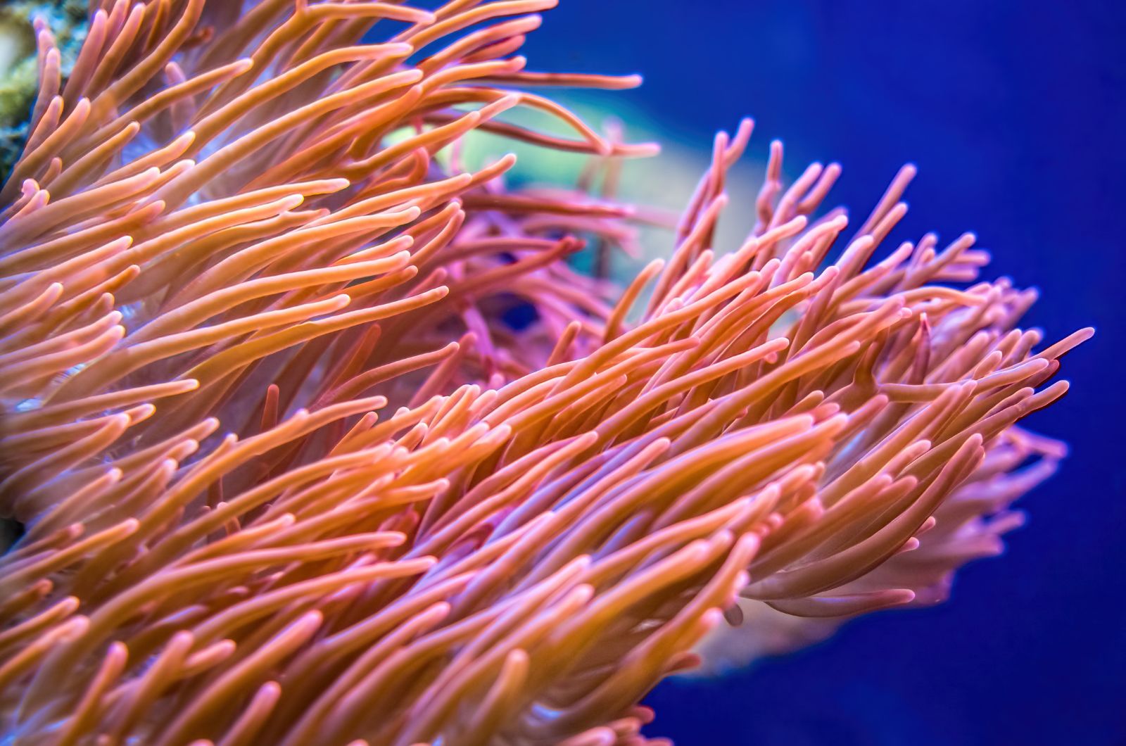 Sea Anemones