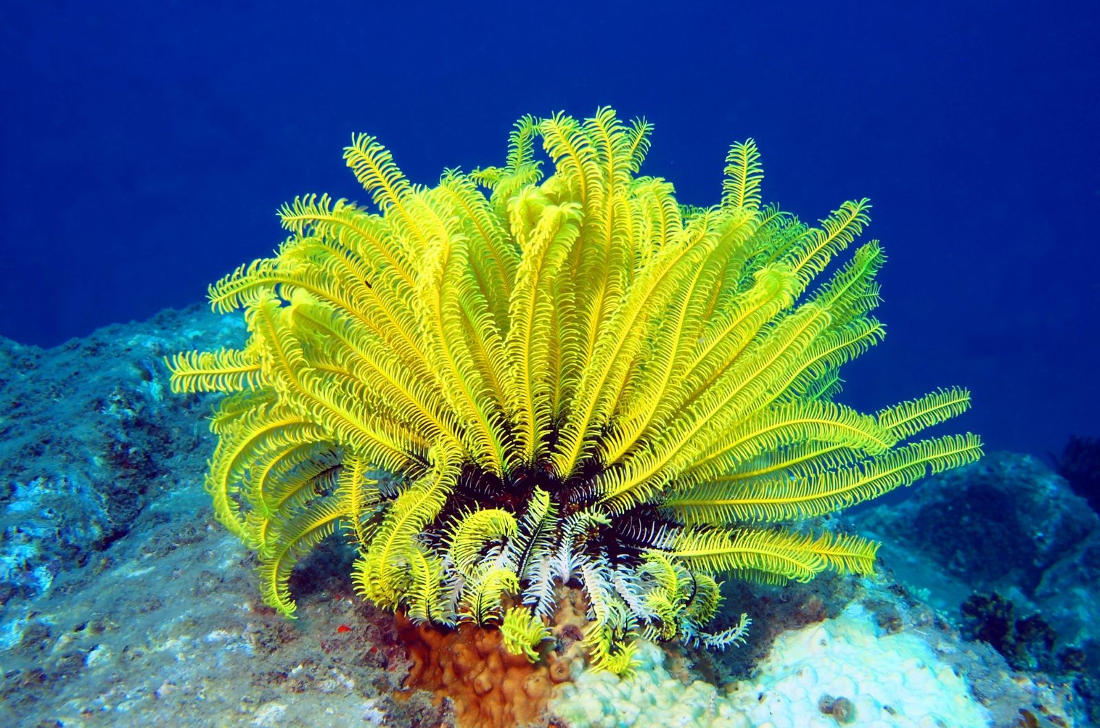 Sea Lilies