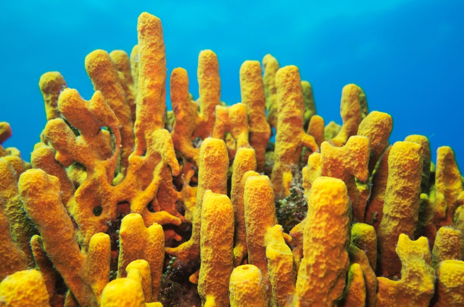 Sea Sponges