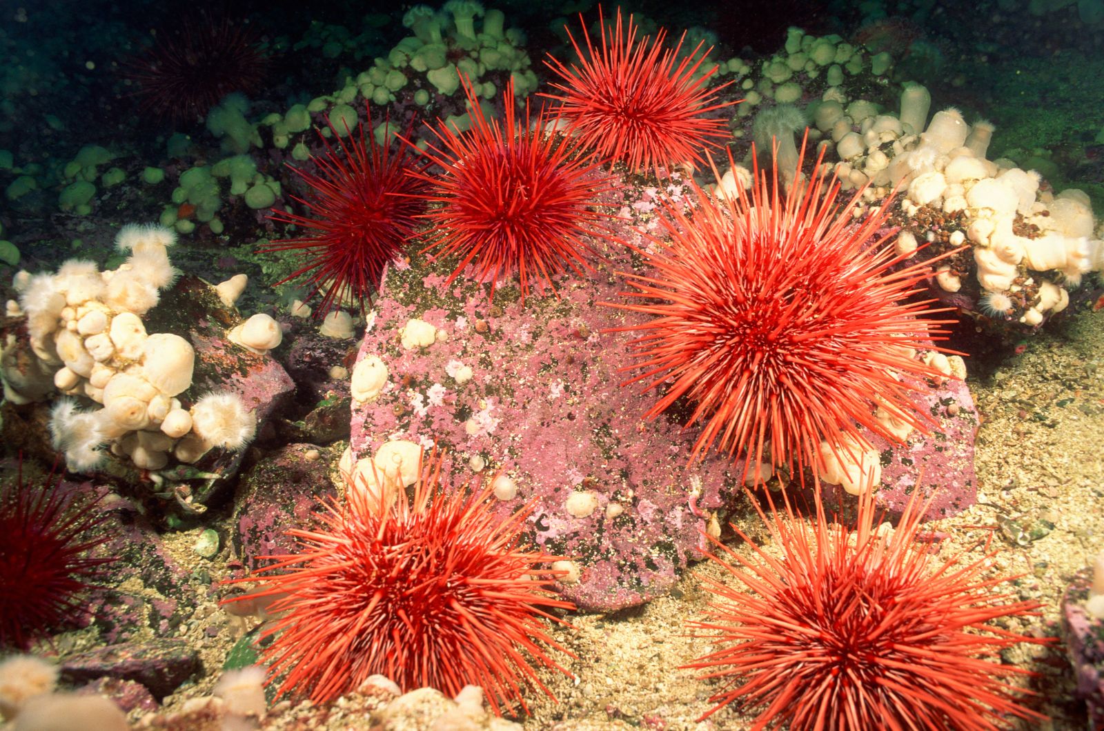 Sea Urchins