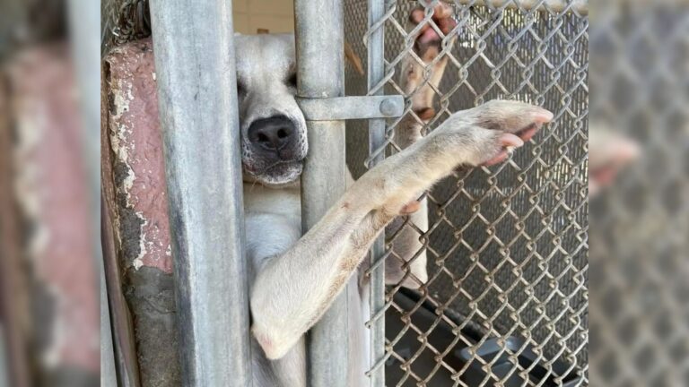 shelter dog reaches his paw