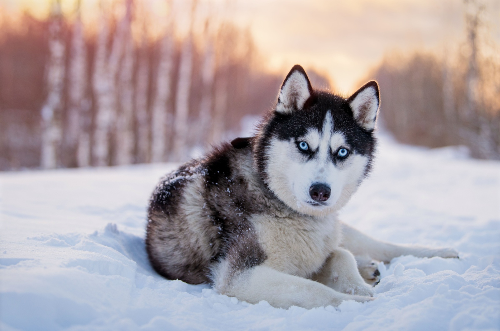 Siberian Husky