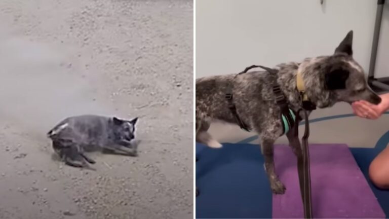 paralyzed dog