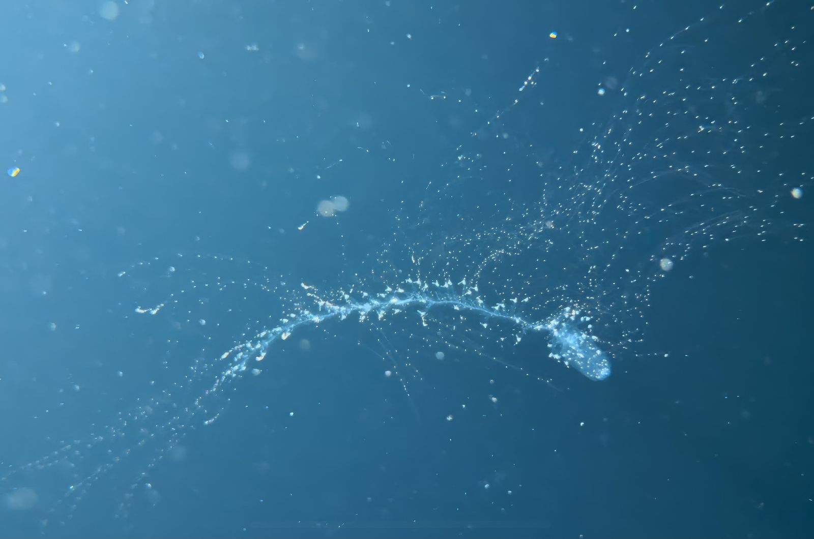 Siphonophore