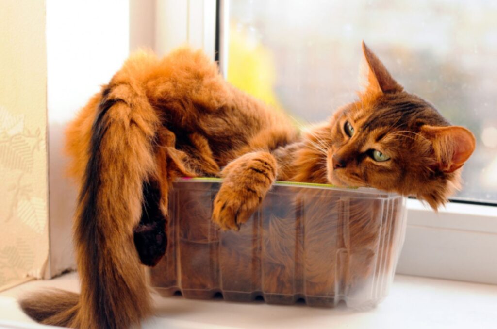 Somali Cat