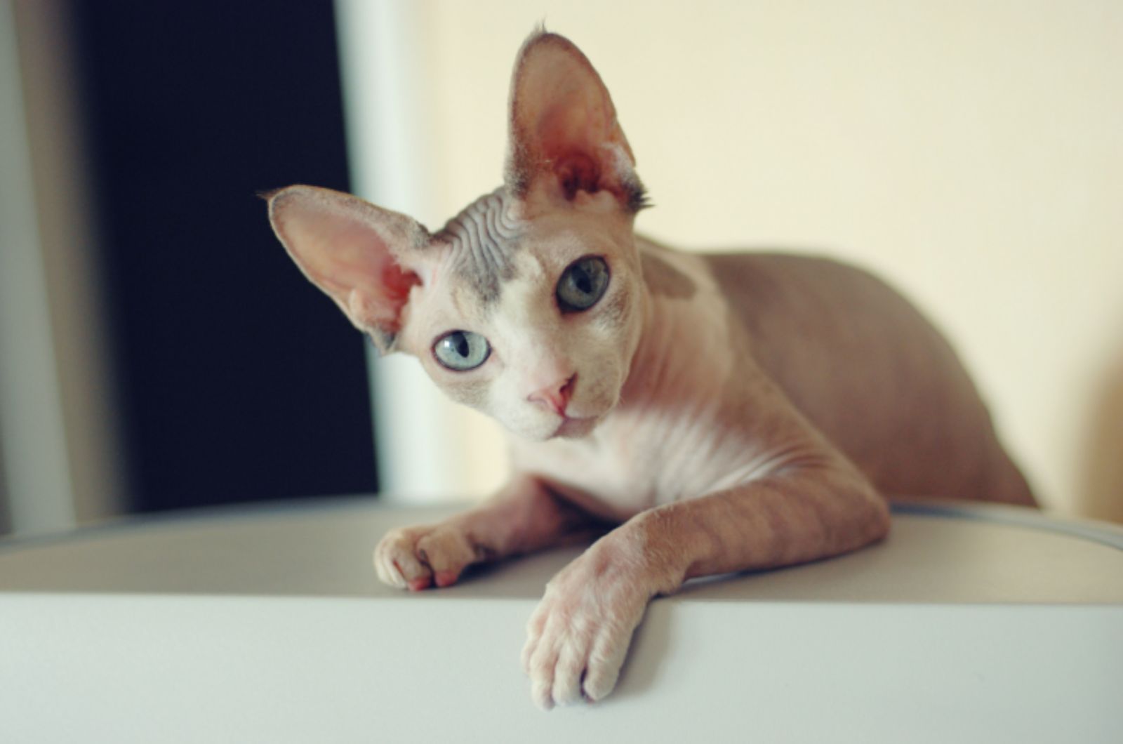 Sphynx