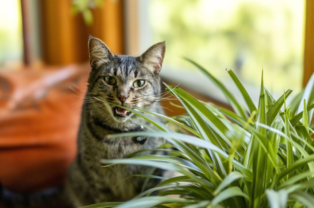 Spider Plant