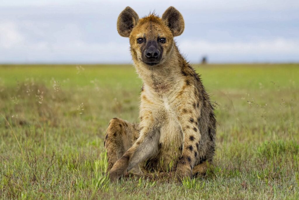 Spotted Hyena