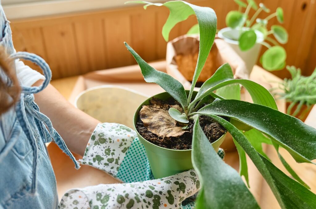 Staghorn Fern