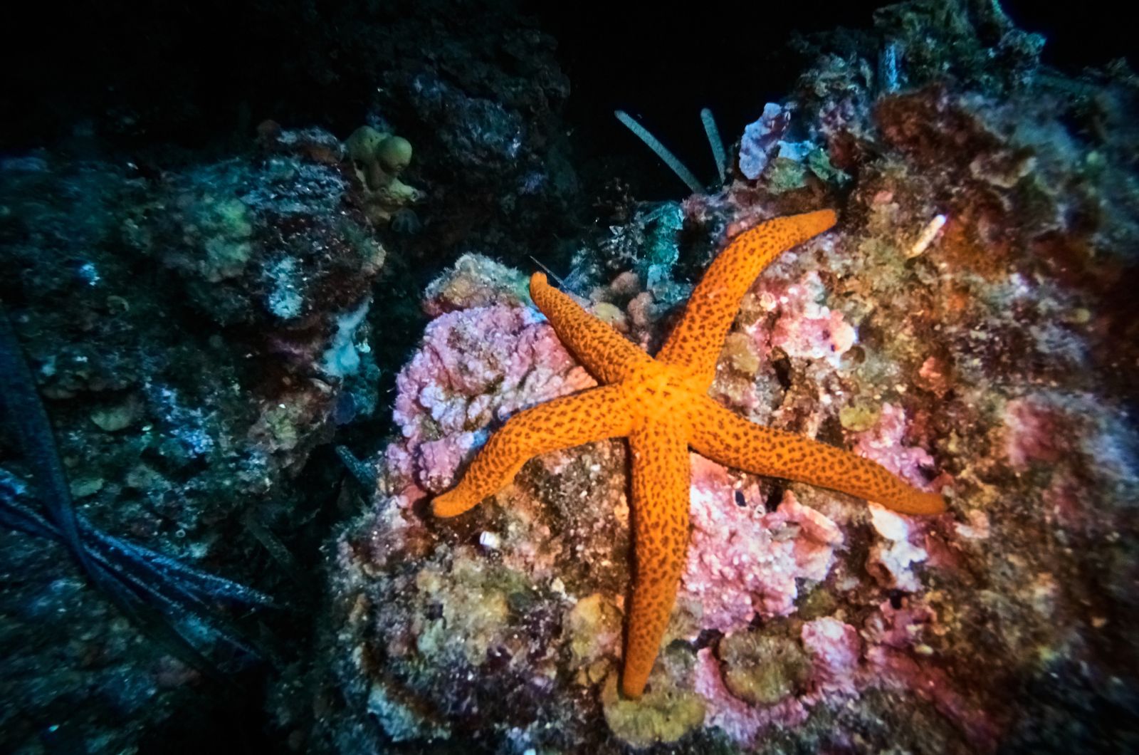 Starfish