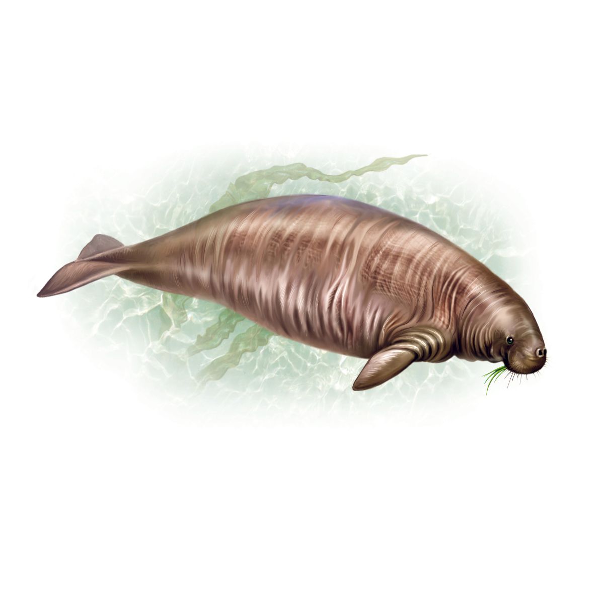 Steller’s Sea Cow