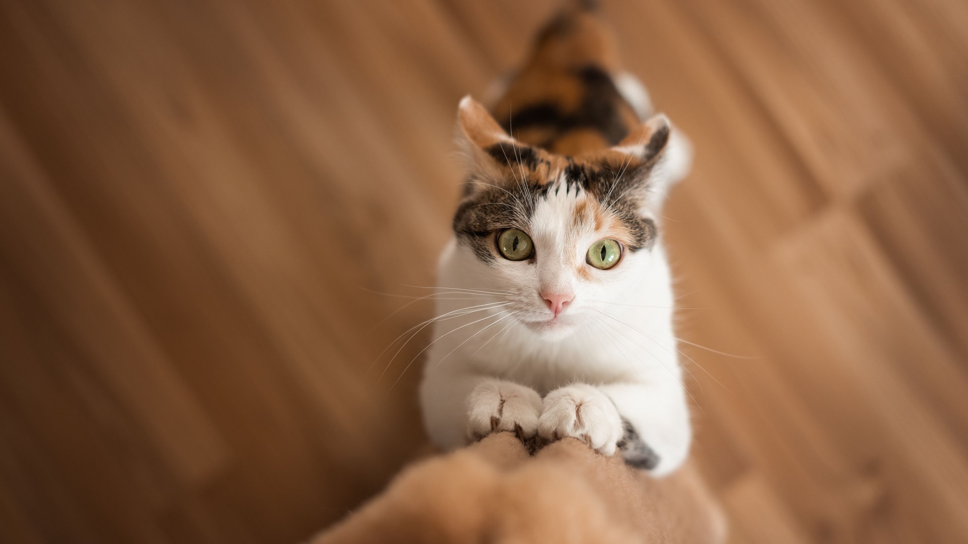 Stop Hurting Your Cat With These 12 Subtle Mistakes