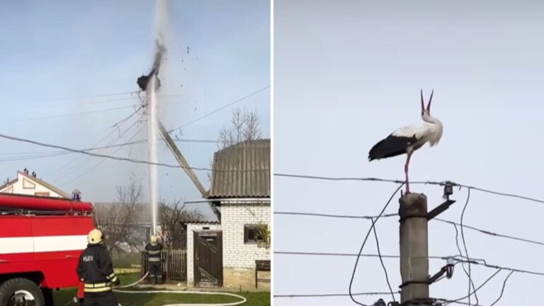 stork lost a nest