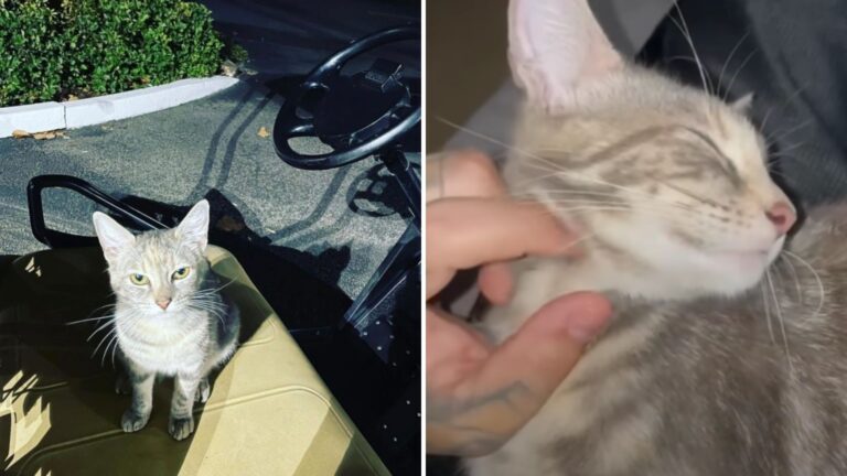 security guard saves stray cat unaware of her condition