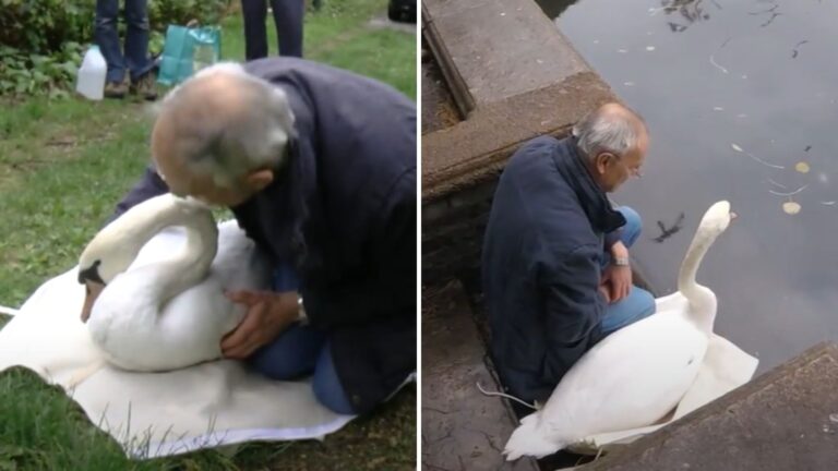 Swan’s Flight Ends In A Crash Leaving Her Stranded