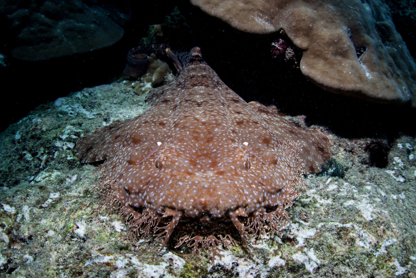 Tasselled Wobbegong 