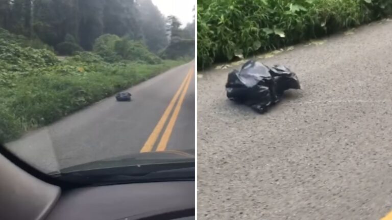 Teacher Late For School Stops To See What’s Inside A Moving Trash Bag