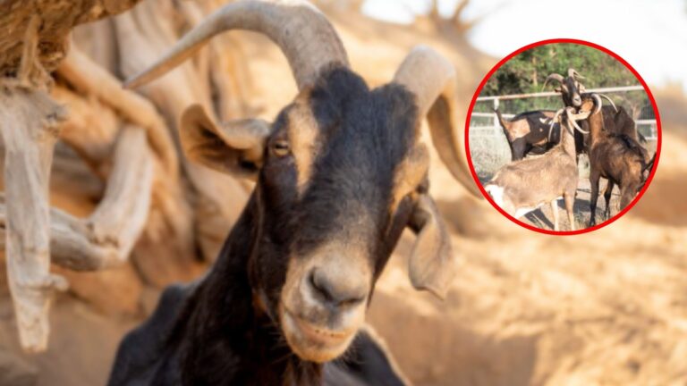 goat with his friends