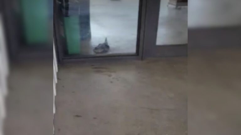 aligator in museum