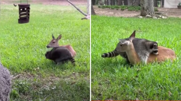 raccoon and deer
