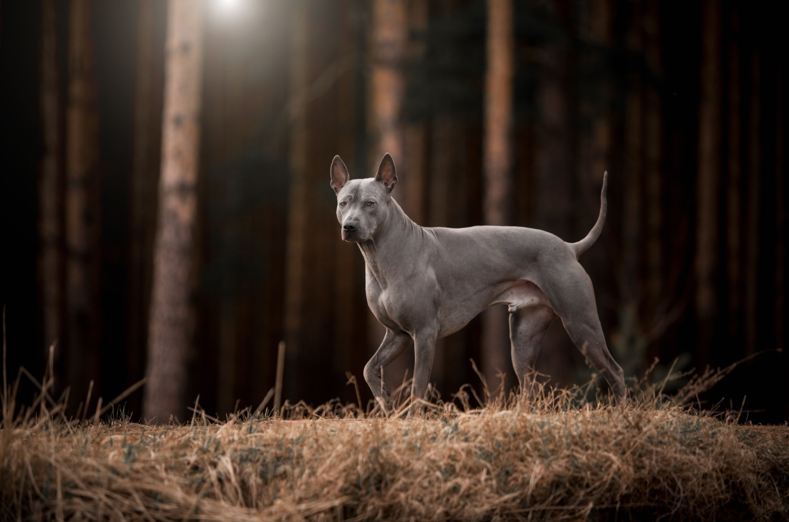 Thai Ridgeback