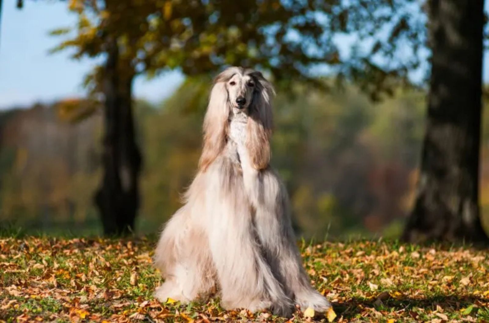 The Afghan Hound