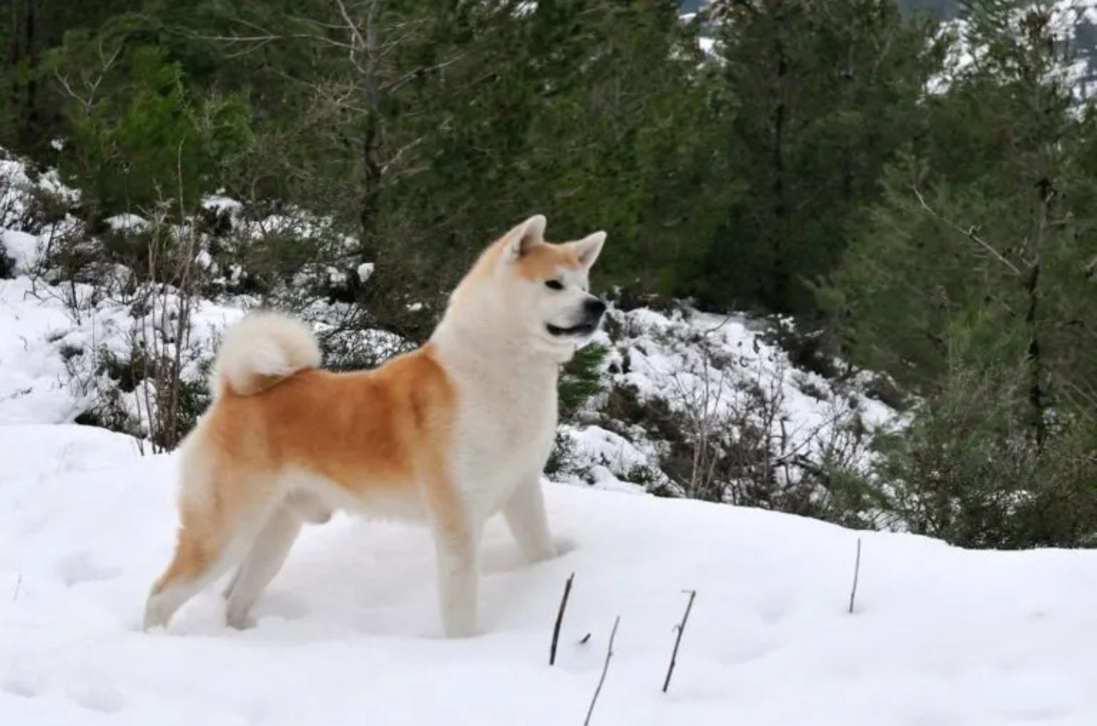 The Akita Inu