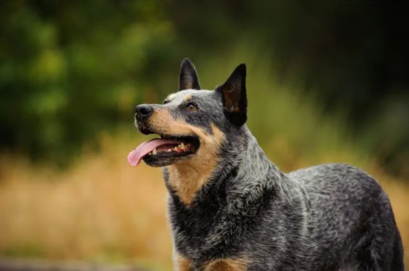 The Australian Cattle Dog