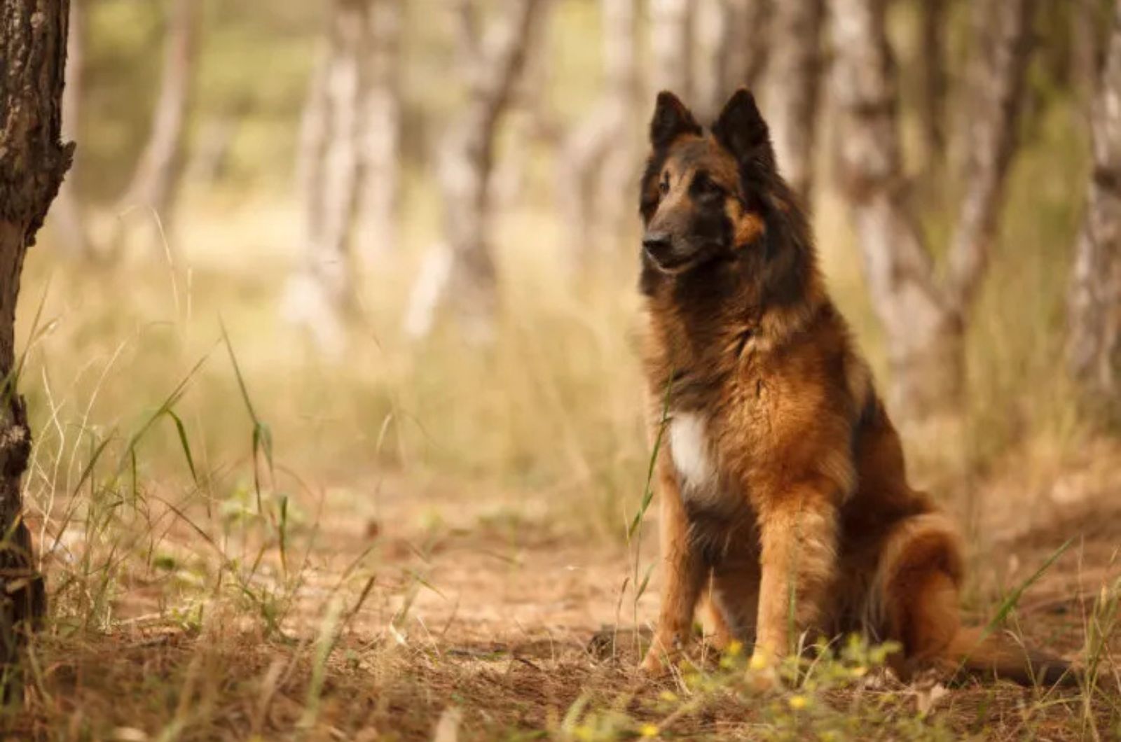 The Belgian Sheepdog