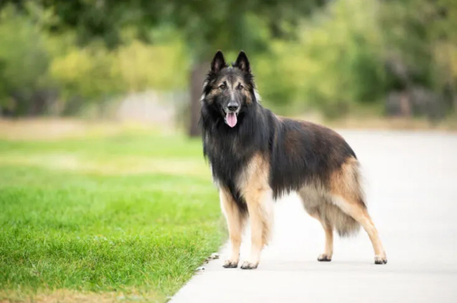 The Belgian Tervuren