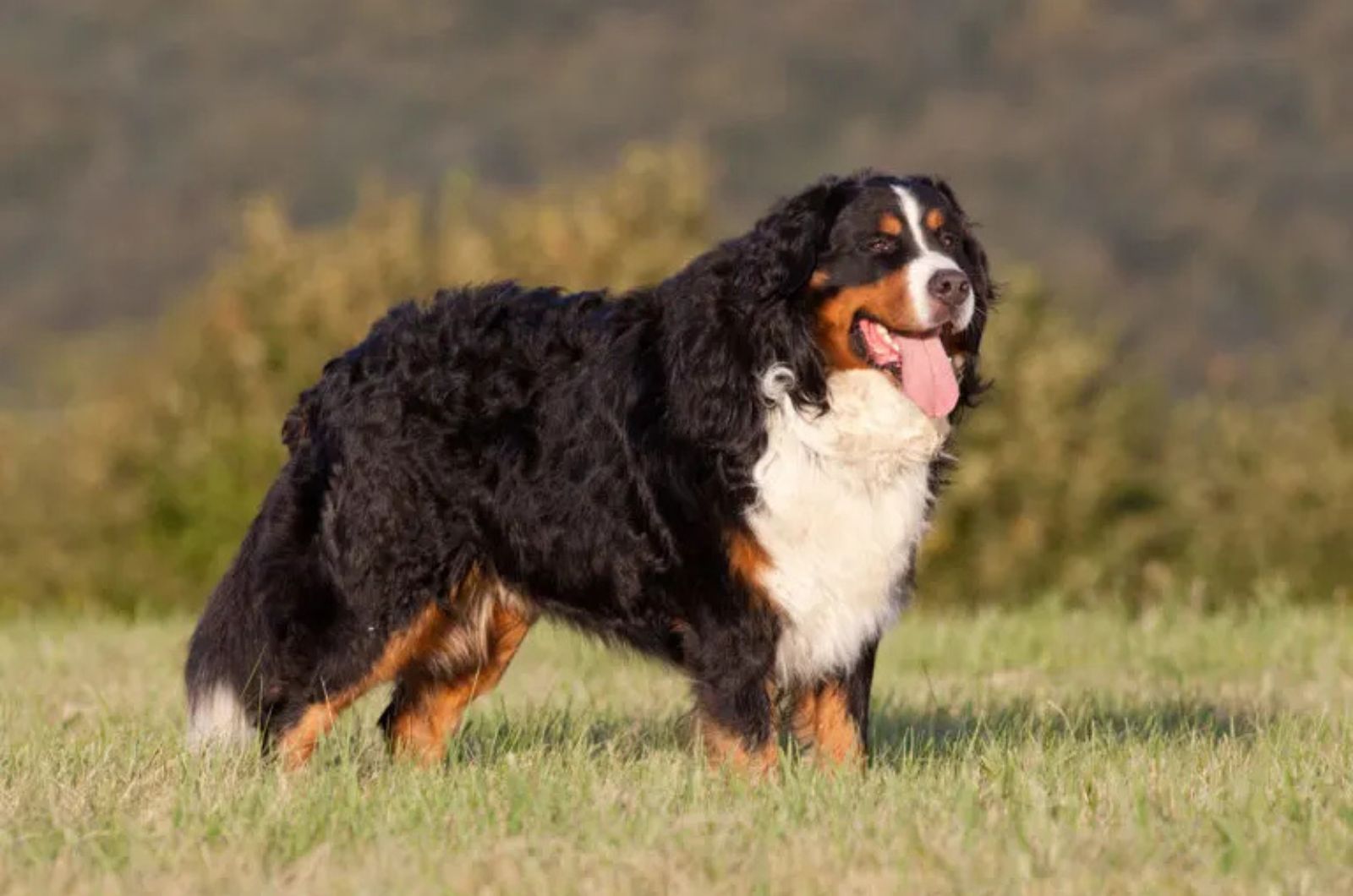 The Bernese Mountain Dog