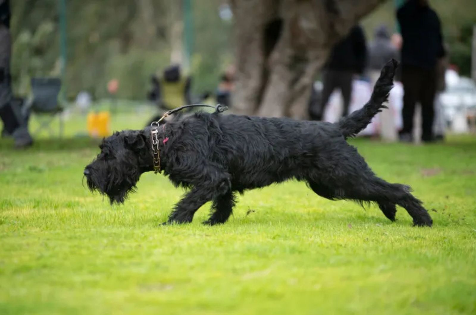 The Black Russian Terrier