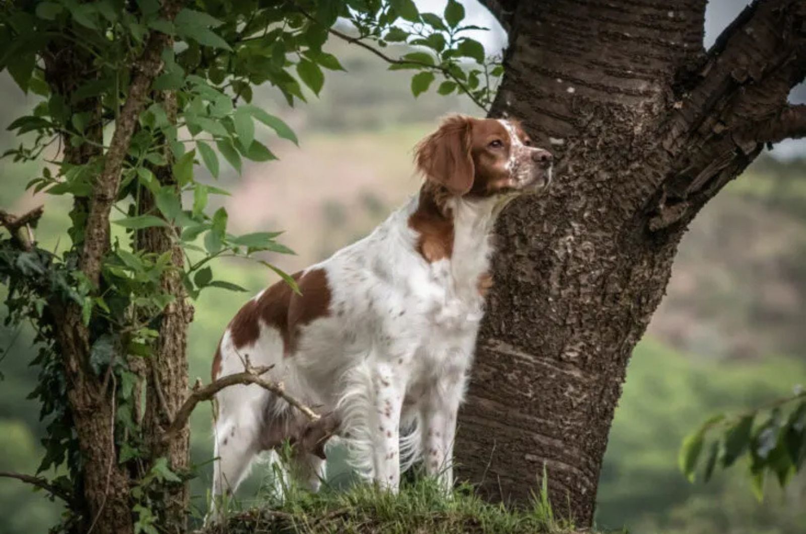 The Brittany dog