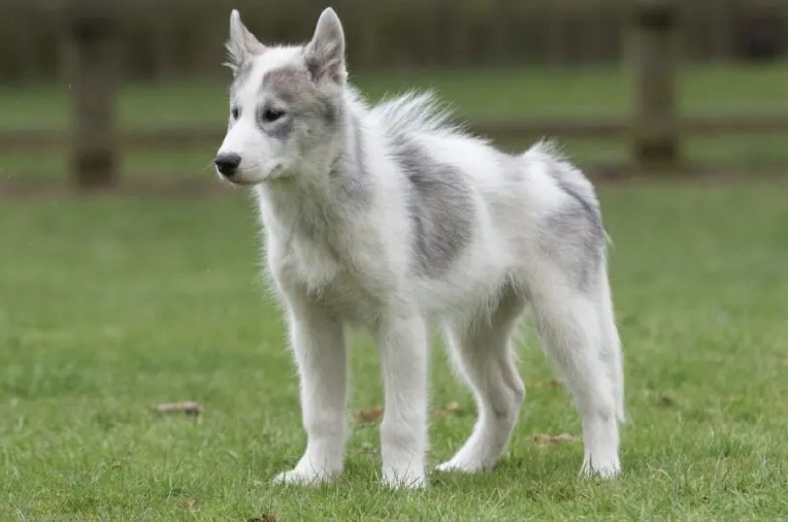 The Canadian Eskimo Dog