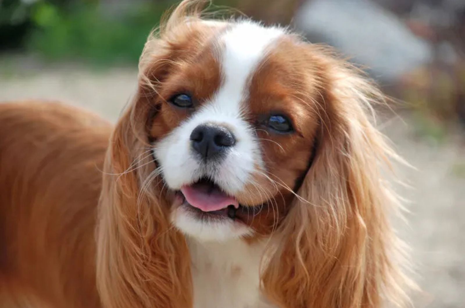 The Cavalier King Charles Spaniel