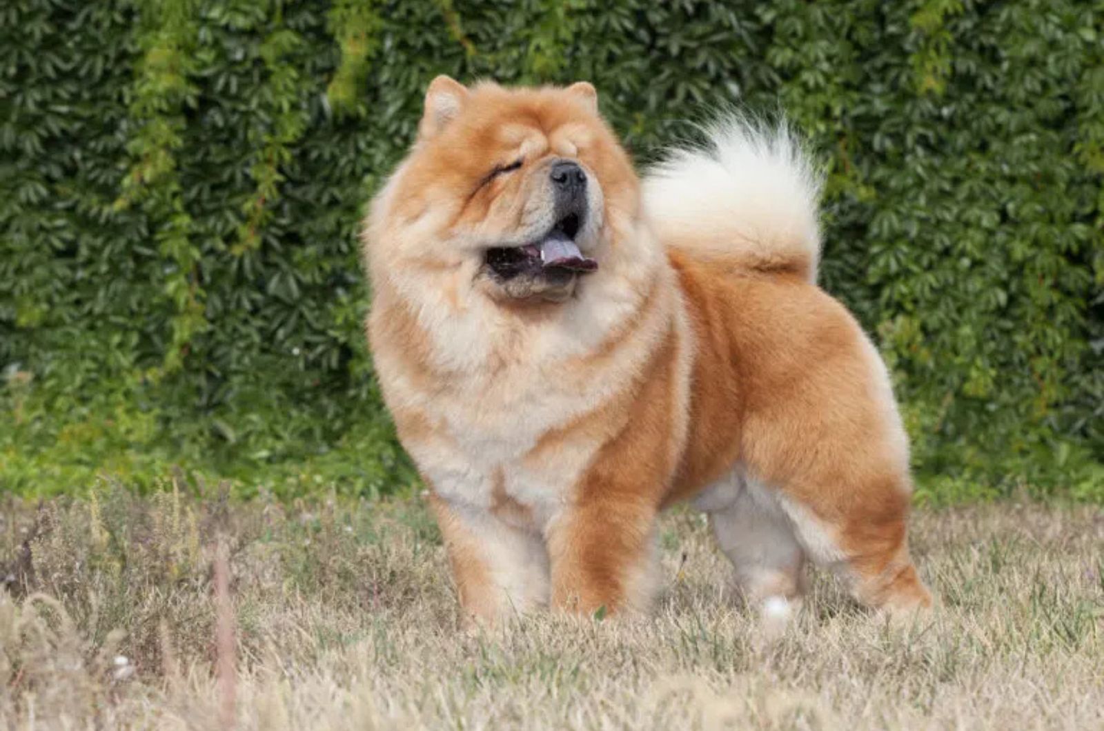 The Chow Chow