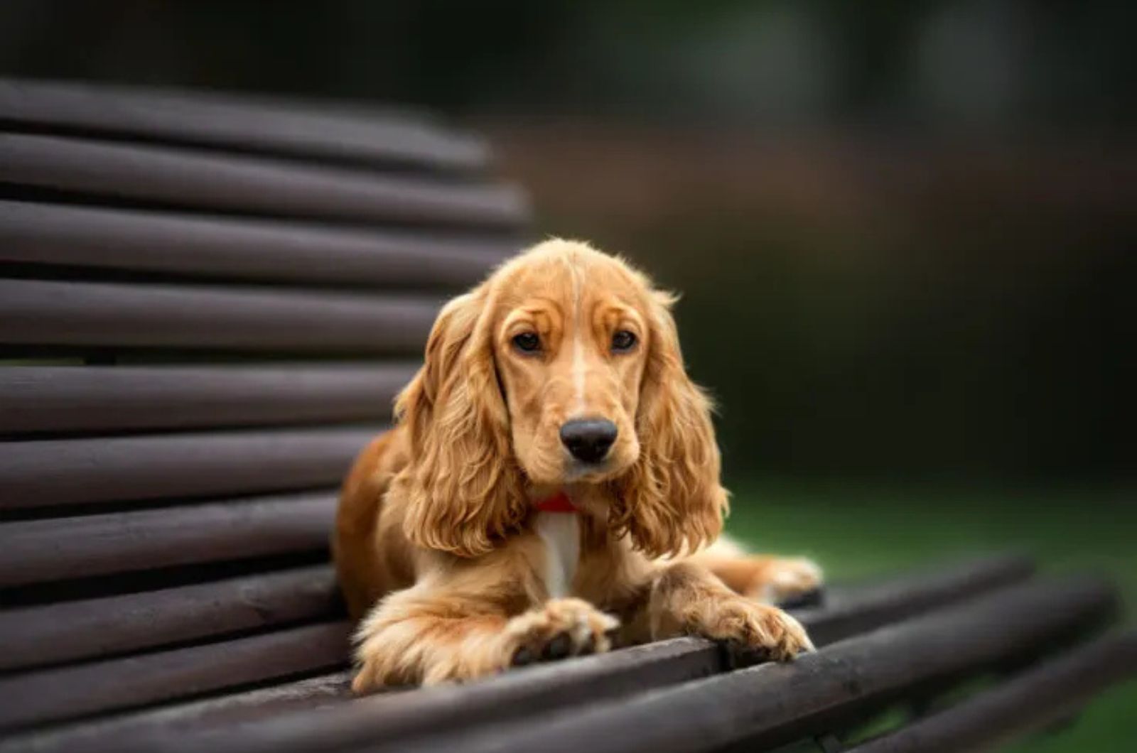 The Cocker Spaniel