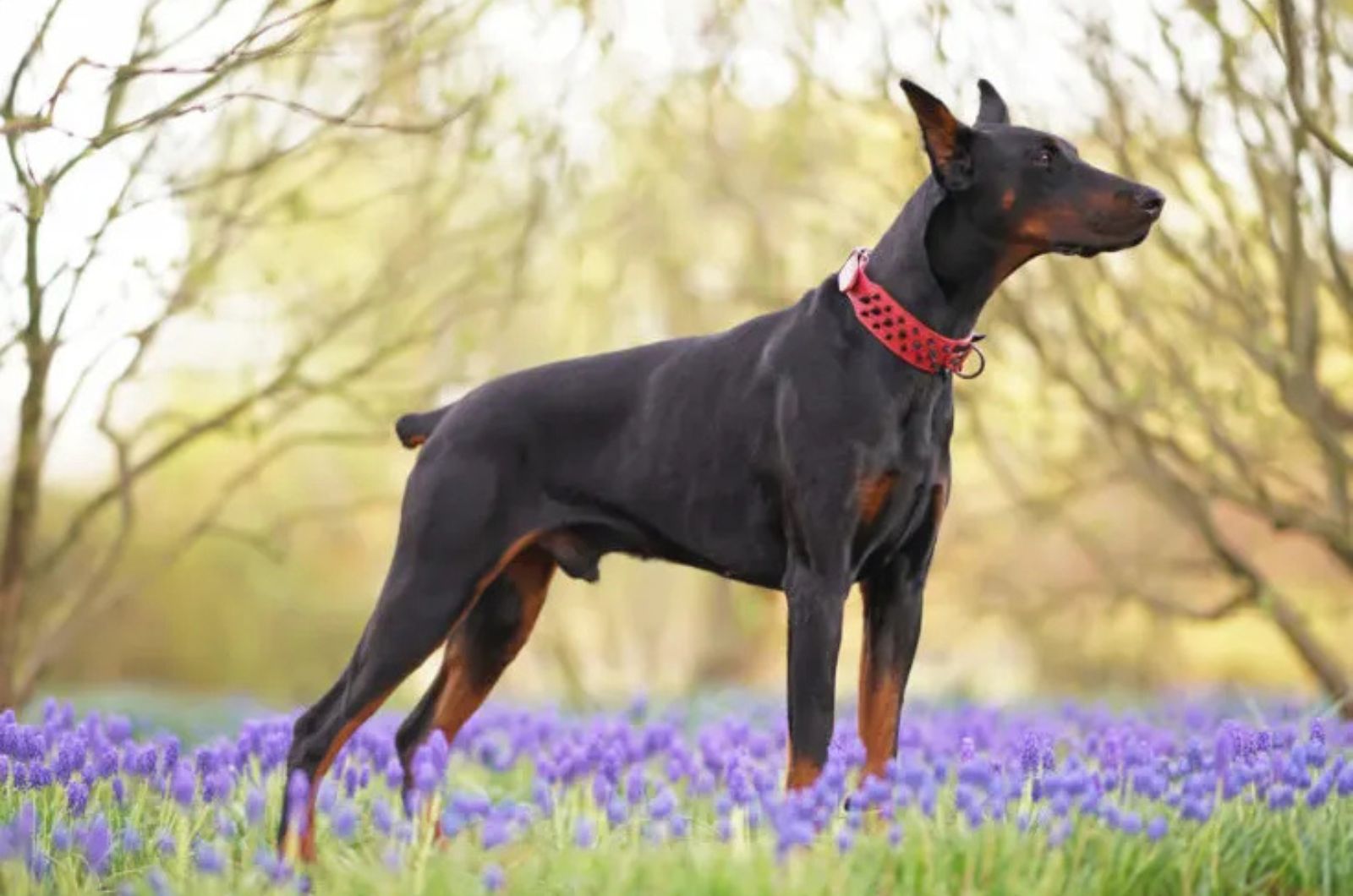 The Doberman Pinscher