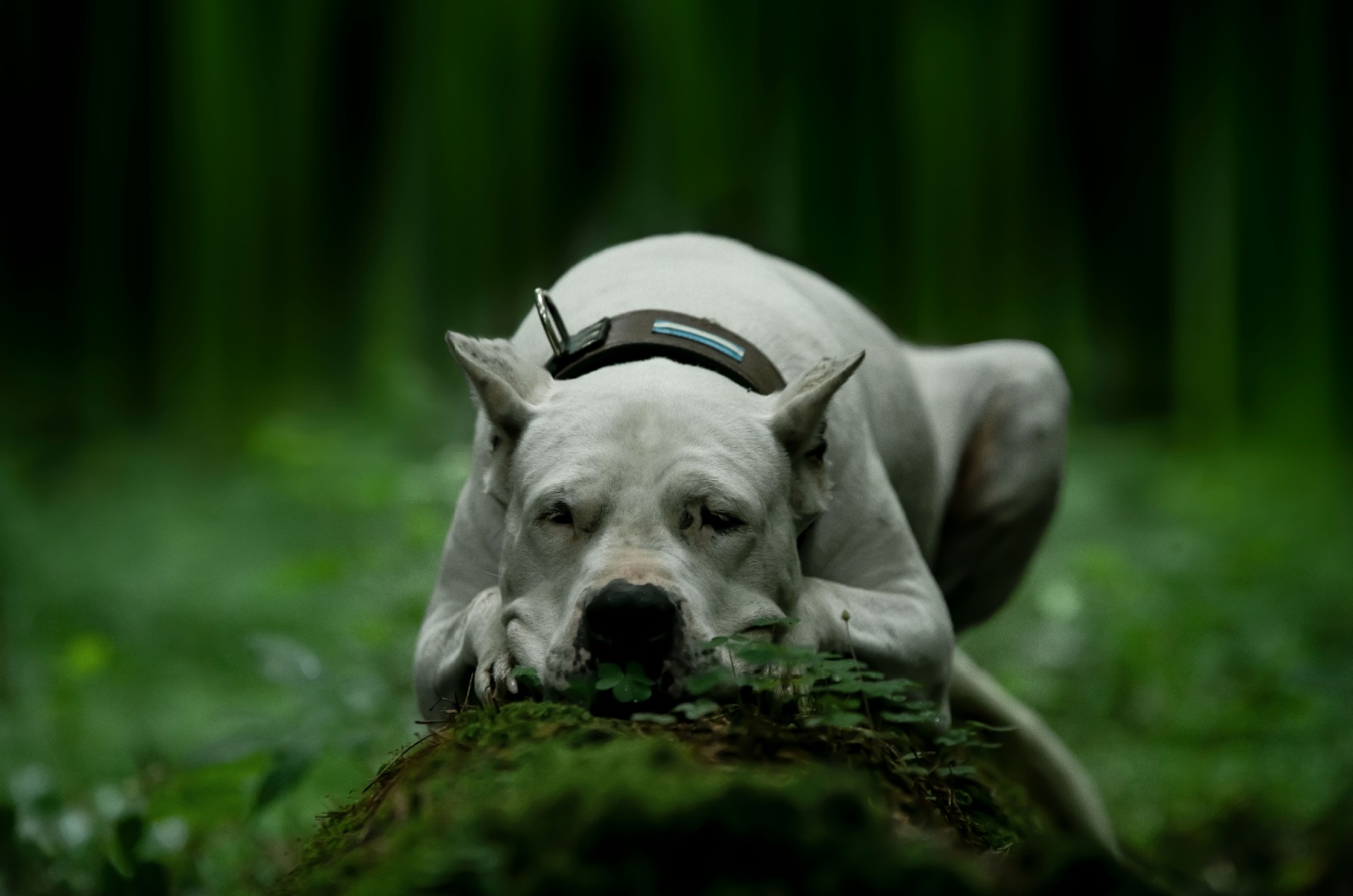 The Dogo Argentino