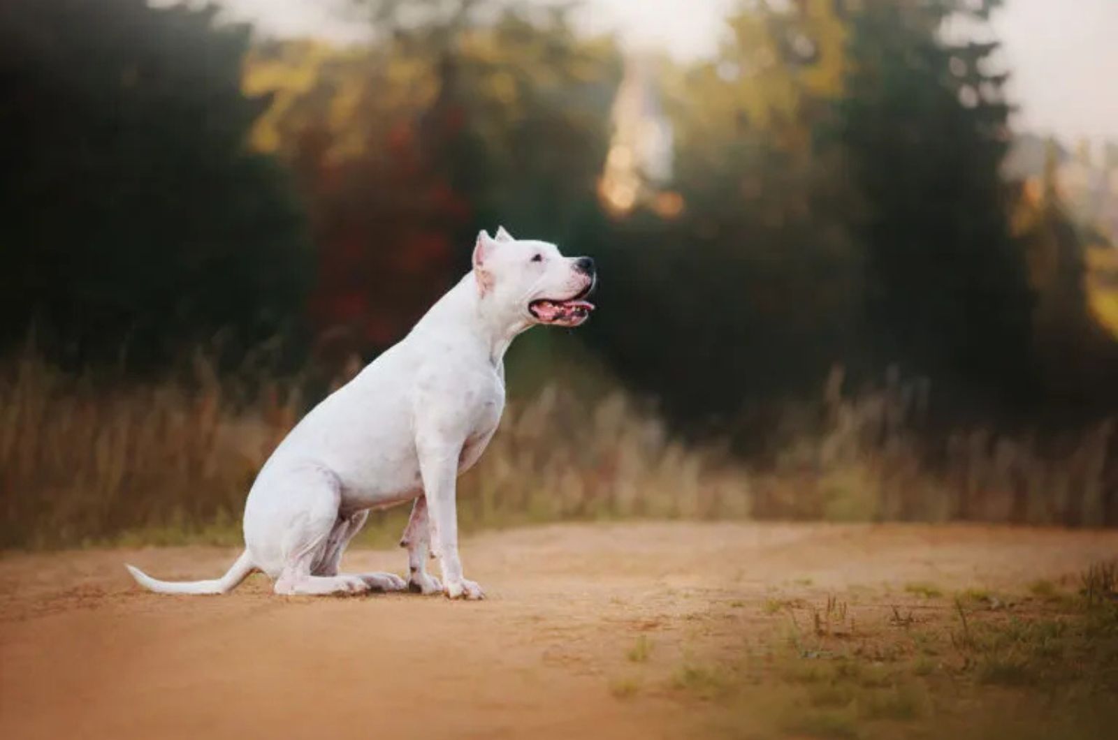 The Dogo Argentino